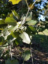 Attēlu rezultāti vaicājumam “Populus x canescens leaf”