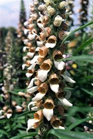 Image result for Digitalis lanata