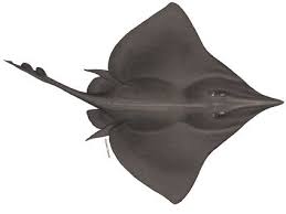 Image result for Dipturus batis