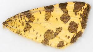 Attēlu rezultāti vaicājumam “Pseudopanthera macularia”