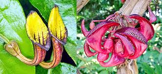 Attēlu rezultāti vaicājumam “Aristolochiaceae”