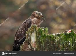 Attēlu rezultāti vaicājumam “Pernis apivorus adult”