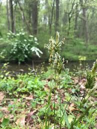Attēlu rezultāti vaicājumam “Anthoxanthum odoratum flower”