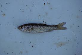 Image result for Squalius vardarensis