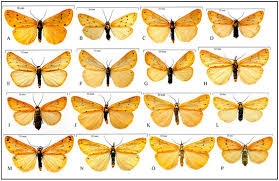 Attēlu rezultāti vaicājumam “Setina irrorella”