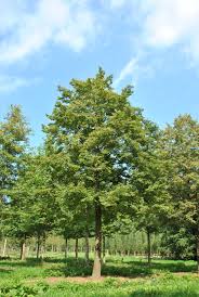 Attēlu rezultāti vaicājumam “Tilia cordata”