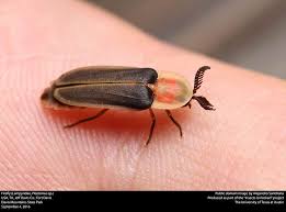 Attēlu rezultāti vaicājumam “Lampyridae”