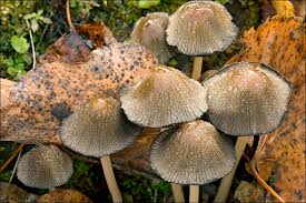 Attēlu rezultāti vaicājumam “Coprinus sp.”