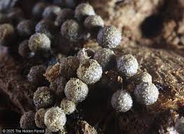 Attēlu rezultāti vaicājumam “Cribraria argillacea stalked”