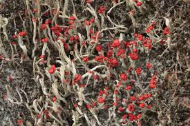 Attēlu rezultāti vaicājumam “Cladonia floerkeana”