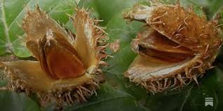 Attēlu rezultāti vaicājumam “Fagus sylvatica fruit”