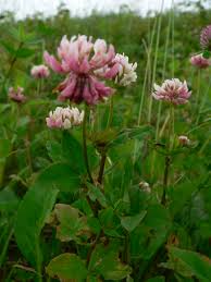 Attēlu rezultāti vaicājumam “Trifolium hybridum”