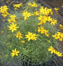 Image result for Coreopsis