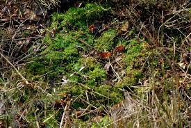 Attēlu rezultāti vaicājumam “Lophozia capitata”