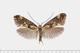 Attēlu rezultāti vaicājumam “Denisia similella”