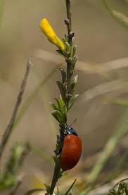 Attēlu rezultāti vaicājumam “Chrysomela populi”