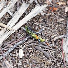 Attēlu rezultāti vaicājumam “Anarta myrtilli larva”