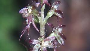 Attēlu rezultāti vaicājumam “Listera ovata fruit”