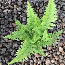 Attēlu rezultāti vaicājumam “Dicranella crispa”