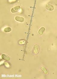 Attēlu rezultāti vaicājumam “Hygrocybe acutoconica”