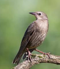Attēlu rezultāti vaicājumam “Sturnus vulgaris”