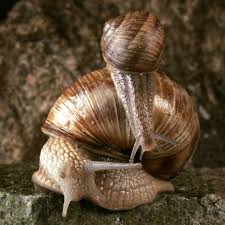 Attēlu rezultāti vaicājumam “Helix pomatia”