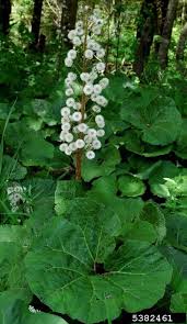 Image result for Petasites officinalis