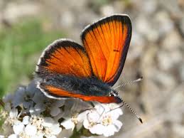 Attēlu rezultāti vaicājumam “Lycaena hippothoe underside”