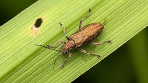 Attēlu rezultāti vaicājumam “Donacia clavipes”