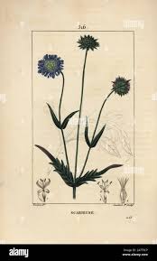 Attēlu rezultāti vaicājumam “Knautia arvensis leaf”