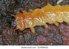 Attēlu rezultāti vaicājumam “Cucujus cinnaberinus larva”