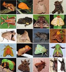 Attēlu rezultāti vaicājumam “Zygaena filipendulae exuvia”