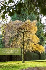 Attēlu rezultāti vaicājumam “Betula pendula Youngii”