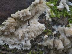 Attēlu rezultāti vaicājumam “Junghuhnia pseudozilingiana”