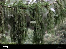 Attēlu rezultāti vaicājumam “Picea abies fo. virgata”