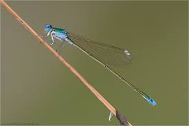 Attēlu rezultāti vaicājumam “Nehalennia speciosa”