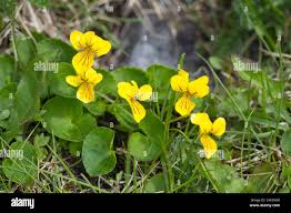 Image result for Veilchen