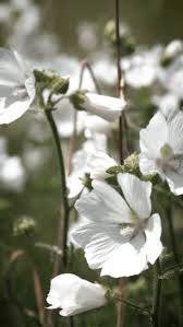Attēlu rezultāti vaicājumam “Malva moschata alba flower”