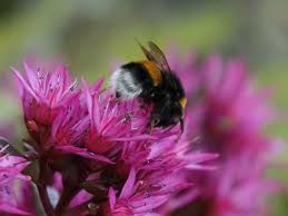 Attēlu rezultāti vaicājumam “Phedimus spurius flower”