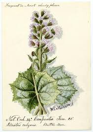 Image result for Petasites officinalis