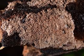 Attēlu rezultāti vaicājumam “Mycoacia fuscoatra”