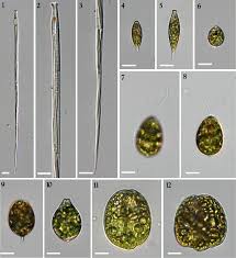 Attēlu rezultāti vaicājumam “Chaetophora pisiformis”