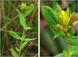 Attēlu rezultāti vaicājumam “Hypericum perforatum leaf”
