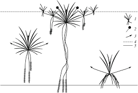 Attēlu rezultāti vaicājumam “Stratiotes aloides leaf”
