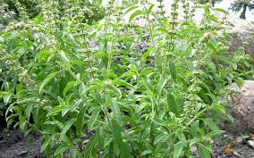 Image result for Basilikum