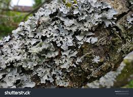 Attēlu rezultāti vaicājumam “Punctelia subrudecta”