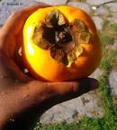 Japani or Persimmon Fruit