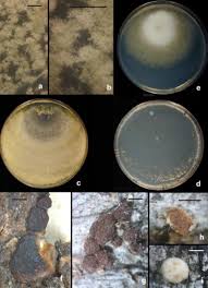 Attēlu rezultāti vaicājumam “Hypocrea rufa”