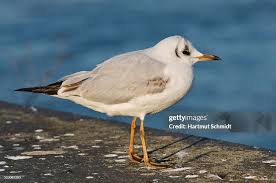Attēlu rezultāti vaicājumam “Larus ridibundus”
