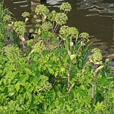 Image result for Angelica archangelica